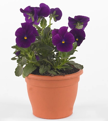 viola_cornuta_twix_f1_violet