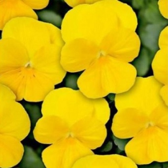 viola_cornuta_twix_F1_yellow_1
