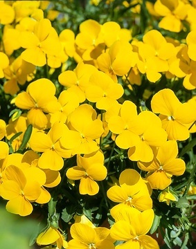viola_cornuta_twix_F1_yellow_3