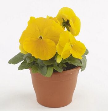 viola_cornuta_twix_F1_yellow