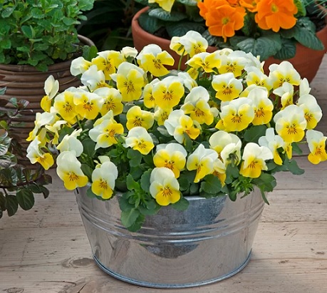 viola_cornuta_twix_F1_yellow_frost_1