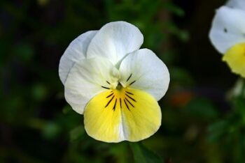 viola_cornuta_twix_F1_yellow_frost_3