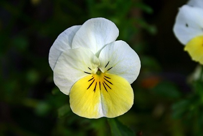 viola_cornuta_twix_F1_yellow_frost_3
