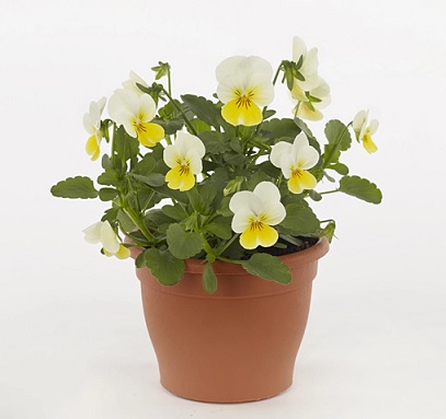 viola_cornuta_twix_F1_yellow_frost