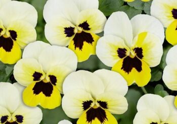 viola_cornuta_twix_power_F1_lemon_frost_with_eye_1