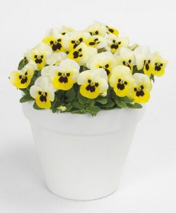 viola_cornuta_twix_power_F1_lemon_frost_with_eye