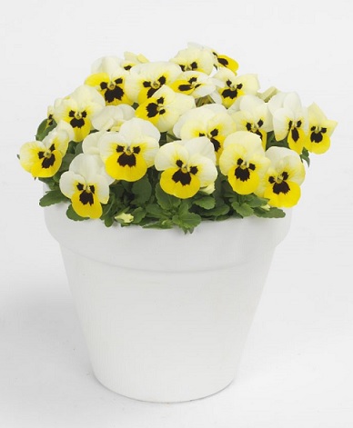 viola_cornuta_twix_power_F1_lemon_frost_with_eye