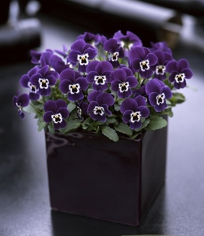 Viola_cornuta_twix_power_F1_purple_face_2