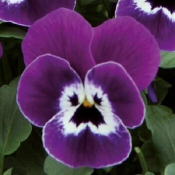 Viola_cornuta_twix_power_F1_purple_face_3