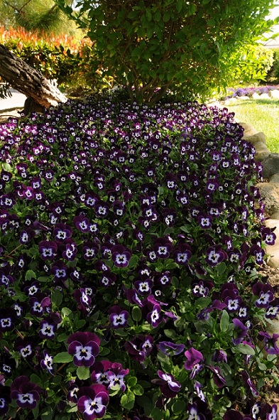 Viola_cornuta_twix_power_F1_purple_face