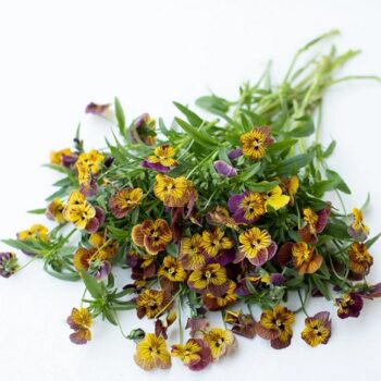 viola_cornuta_twix_special_F1_tiger_eye_2
