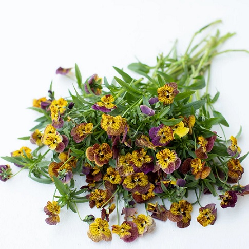 viola_cornuta_twix_special_F1_tiger_eye_2