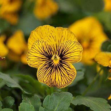 viola_cornuta_twix_special_F1_tiger_eye_3