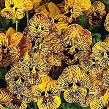 viola_cornuta_twix_special_F1_tiger_eye