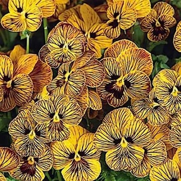 viola_cornuta_twix_special_F1_tiger_eye