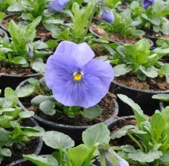 Viola_wittrockiana_carneval_F1_azure_1
