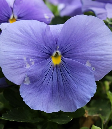 Viola_wittrockiana_carneval_F1_azure_2