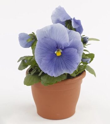 Viola_wittrockiana_carneval_F1_azure