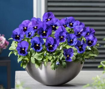 Viola_wittrockiana_carneval_F1_blue_with_blotch_1