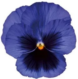 Viola_wittrockiana_carneval_F1_blue_with_blotch