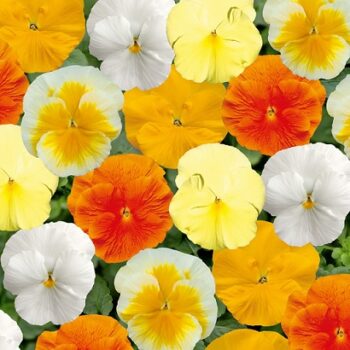 Viola_wittrockiana_carneval_F1_citrus_mix_1