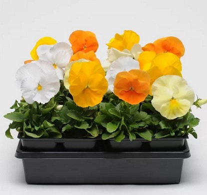 Viola_wittrockiana_carneval_F1_citrus_mix