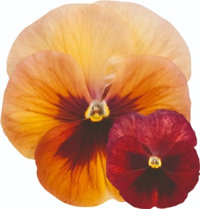 Viola_wittrockiana_carneval_F1_early_terracotta_1