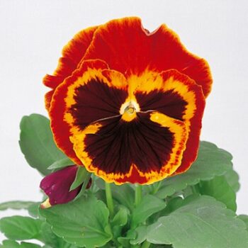 viola_wittrockiana_carneval_f1_fire_mix_1