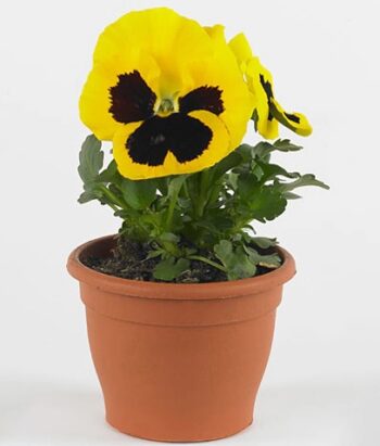 viola_wittrockiana_carneval_f1_fire_mix_2