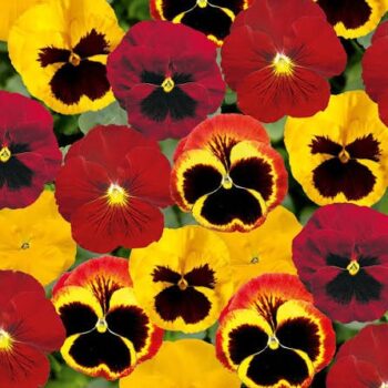 Viola_wittrockiana_carneval_F1_fire_mix
