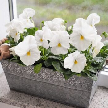 viola_wittrockiana_carneval_F1_white_1