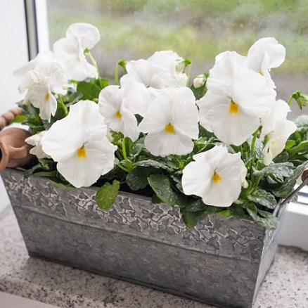 viola_wittrockiana_carneval_F1_white_1