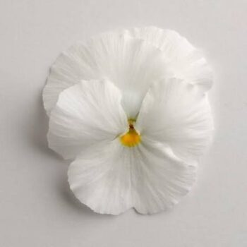 viola_wittrockiana_carneval_F1_white_2