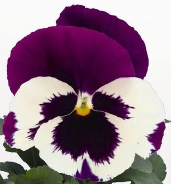 Viola_wittrockiana_carneval_F1_white_burgundy_wing_1