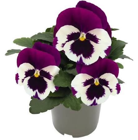 Viola_wittrockiana_carneval_F1_white_burgundy_wing