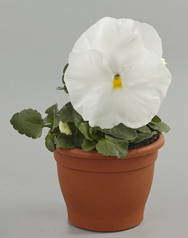 viola_wittrockiana_carneval_F1_white