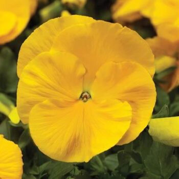 Viola_wittrockiana_carneval_F1_yellow_1