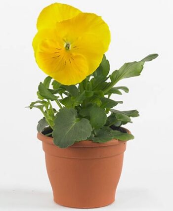 Viola_wittrockiana_carneval_F1_yellow