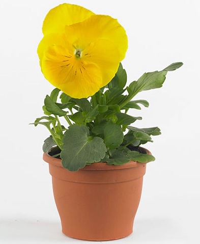 Viola_wittrockiana_carneval_F1_yellow